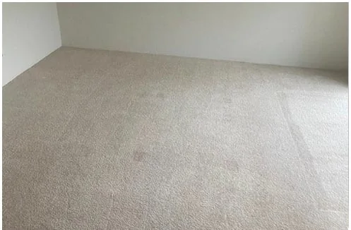 Steam Carpet Cleaning Services